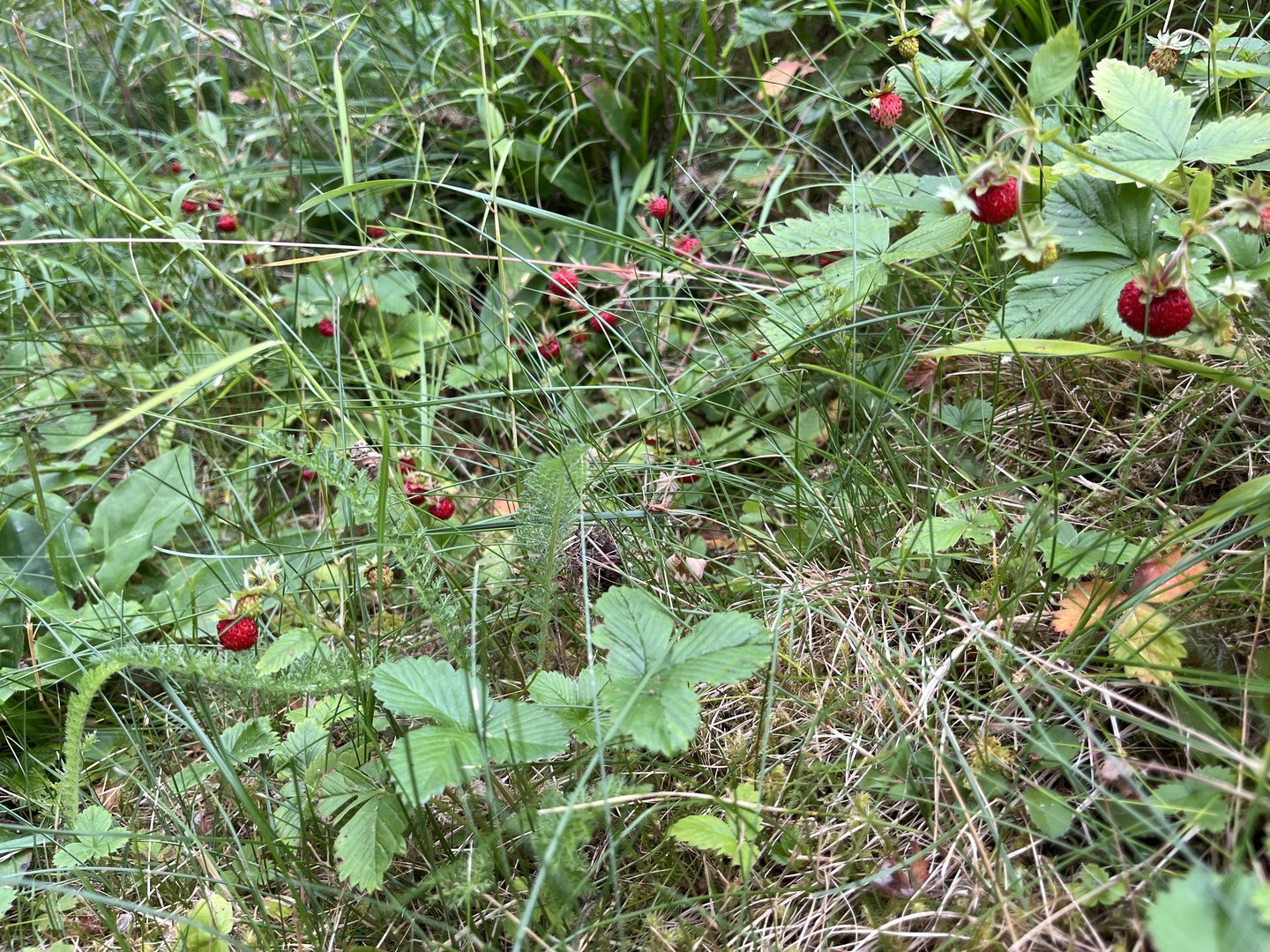 IMG_6145.jpeg