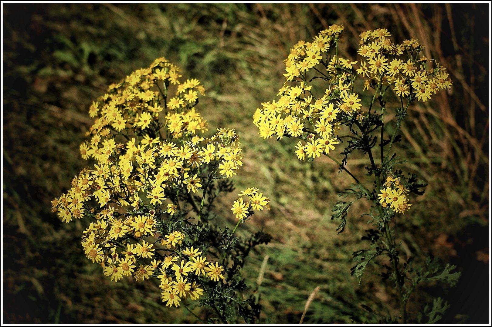 IMG_7613.jpeg