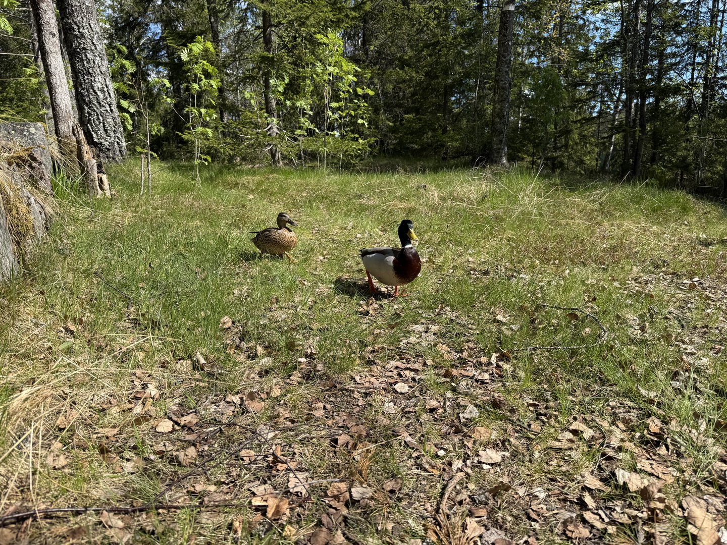 IMG_9552.jpeg