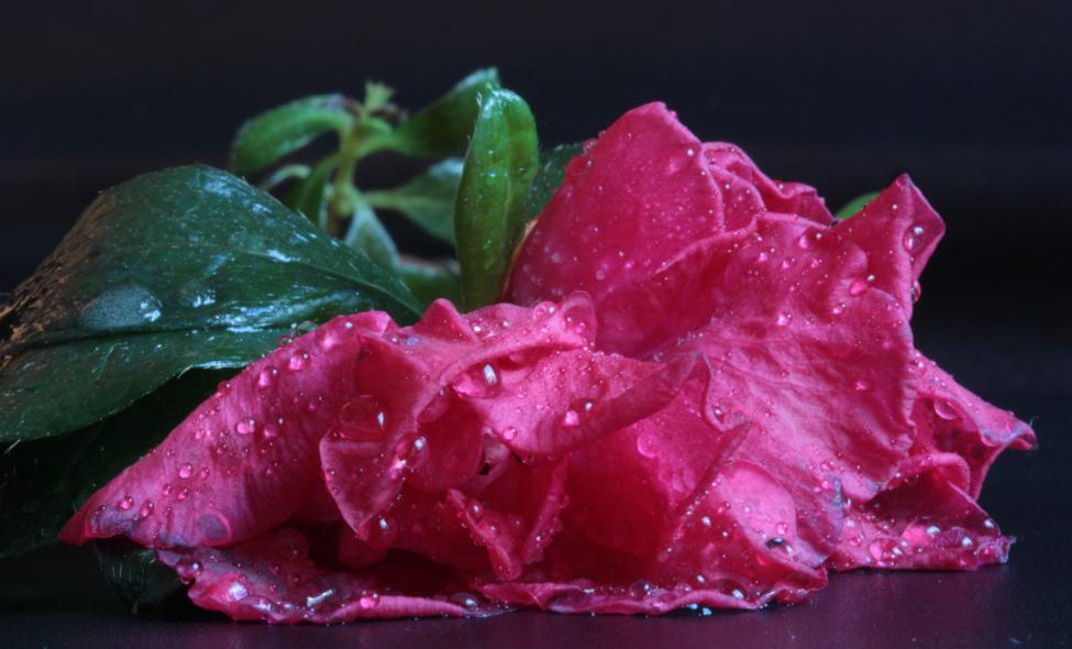 Is blomst.jpg