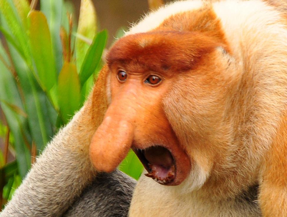 monkey.jpg