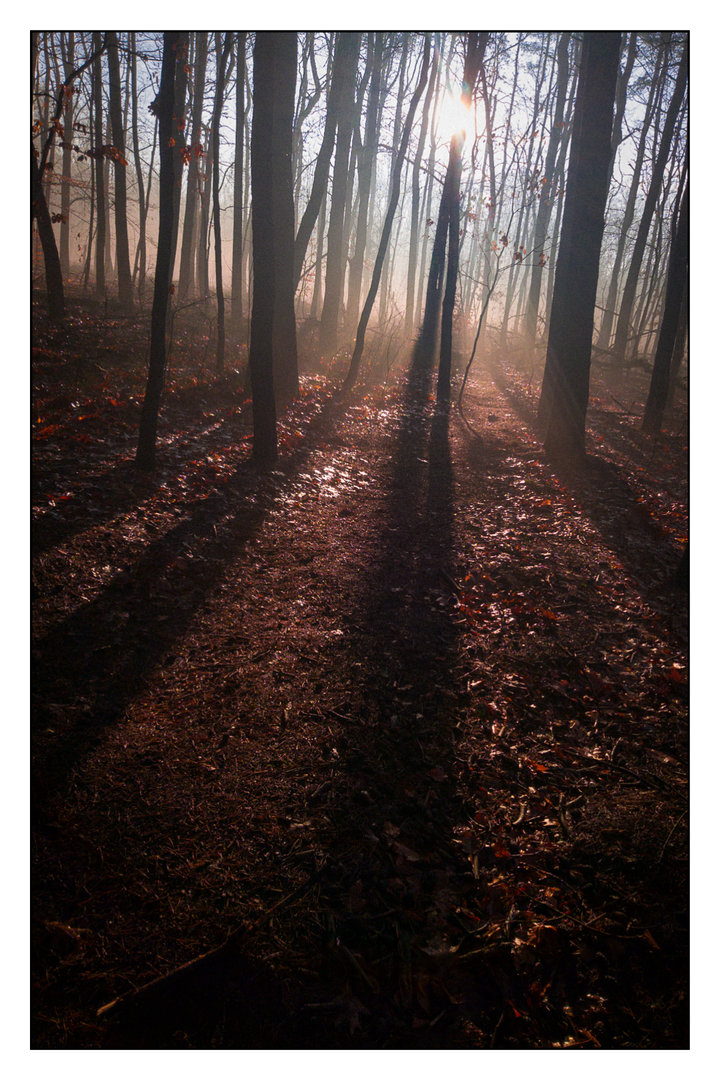 Morning in forest2.jpg
