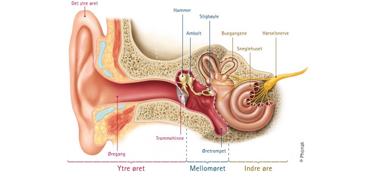 oretsanatomi-726x340.jpg
