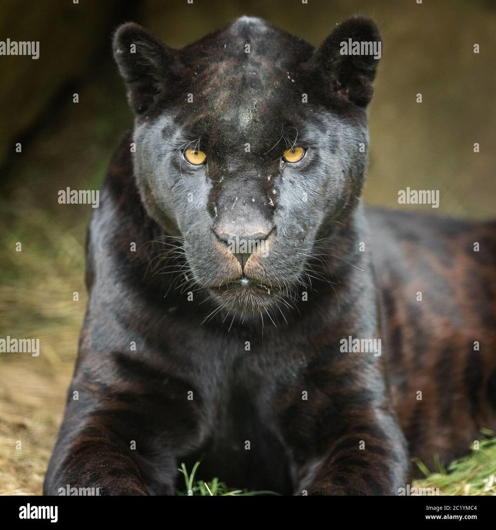 panther-noir-dans-la-jungle-2c1ymc4.jpeg