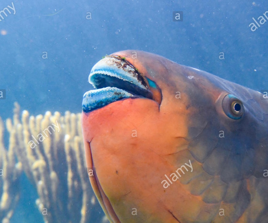 parrotfish-scaridae-orange-fish-with-blue-lips-bermuda-aquarium-museum-and-zoo-colorful-caribb...jpg