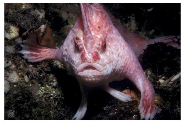 pink-handfish.jpg