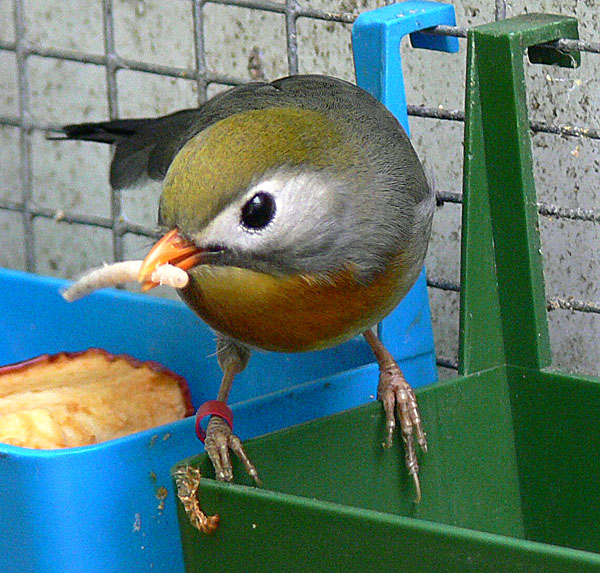 Robin 3.jpg