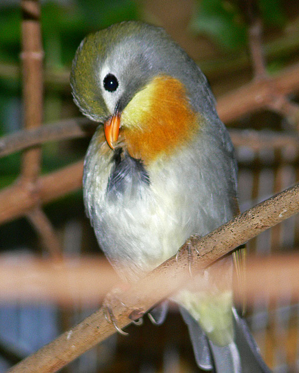 Robin 5.jpg