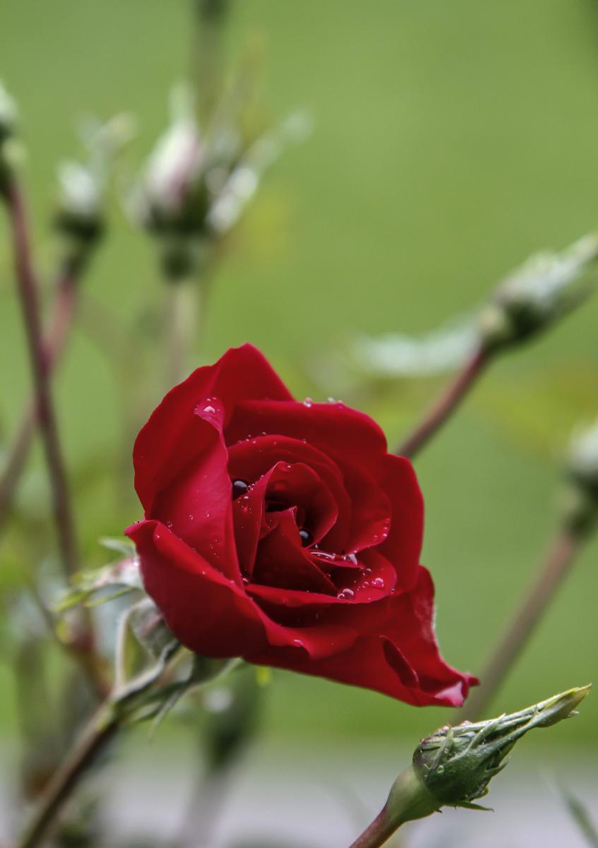 rose-1.jpg