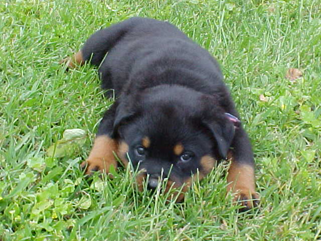 rottweiler-puppy.jpg