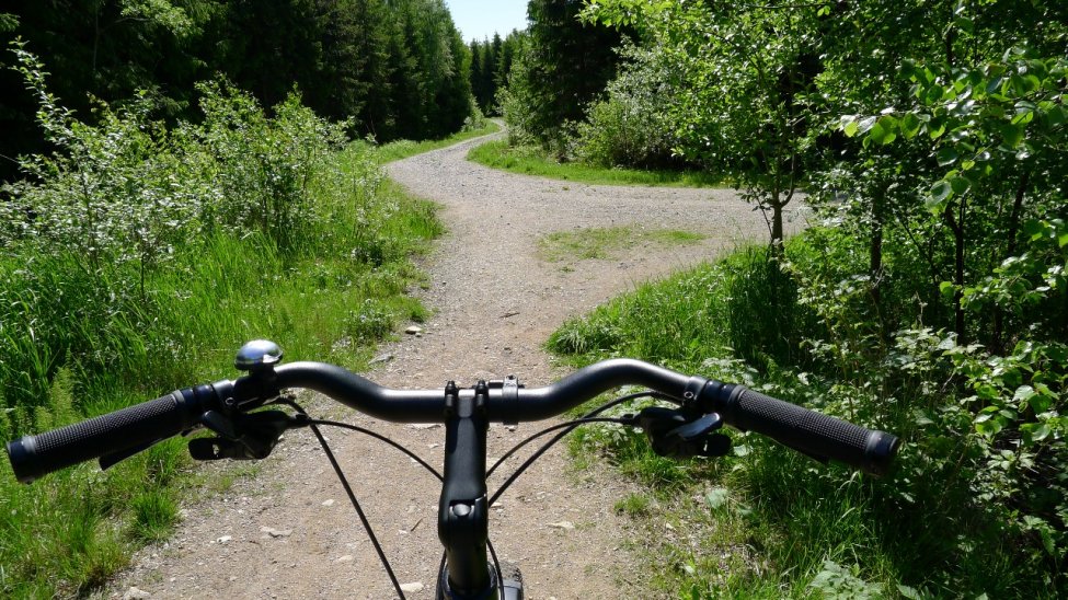 skog3.jpg