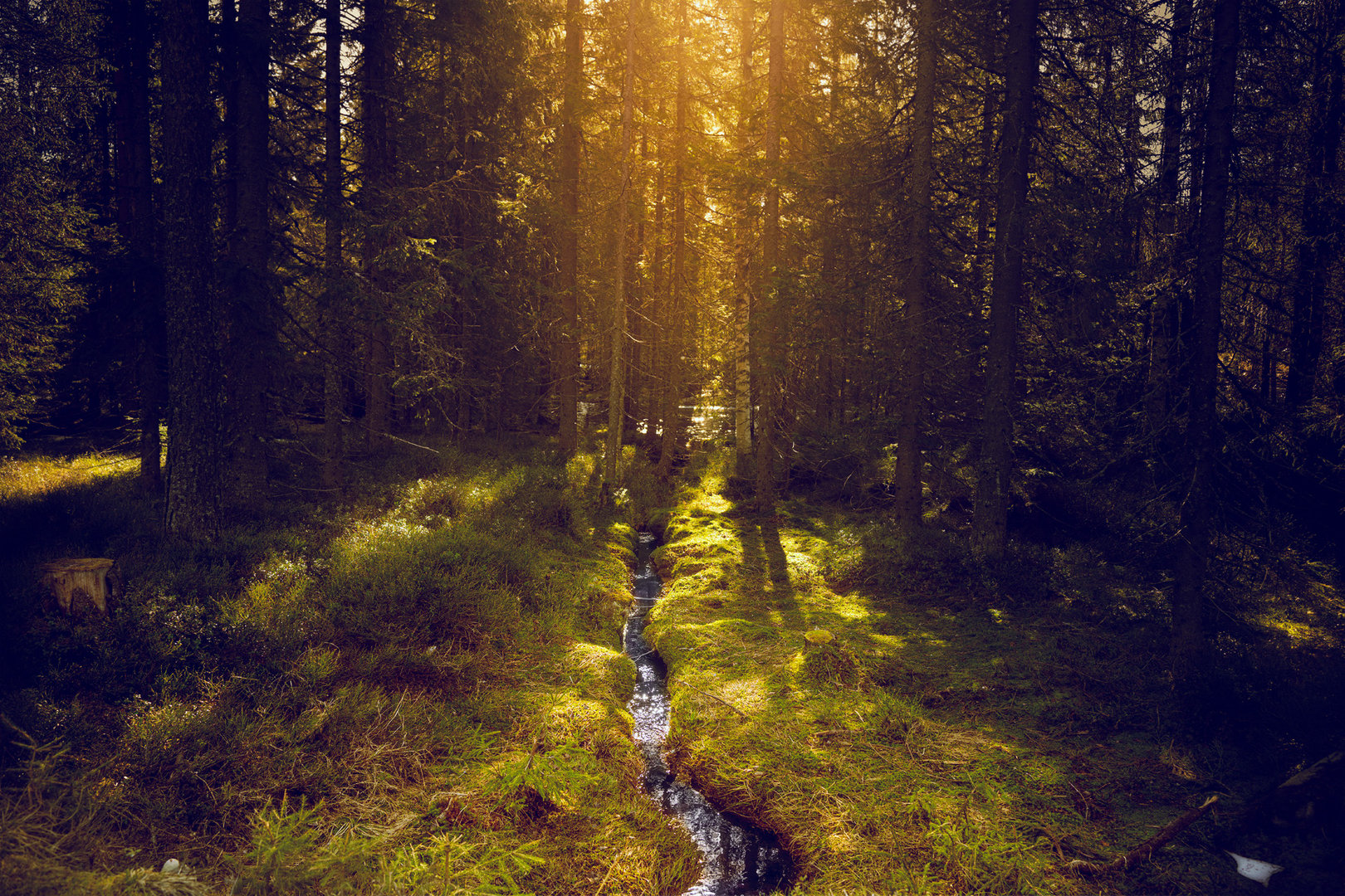 skogen11mai.jpg