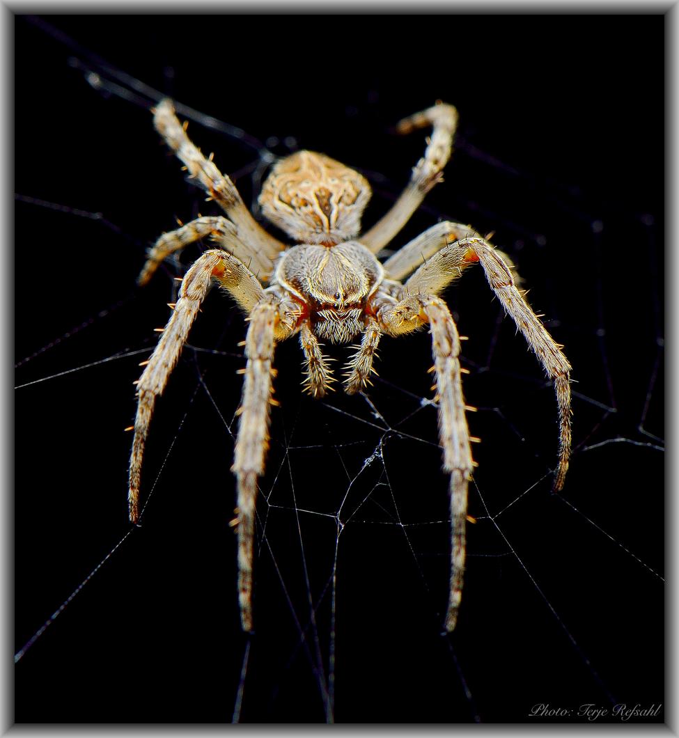 Spider eyes kopi 1.jpg