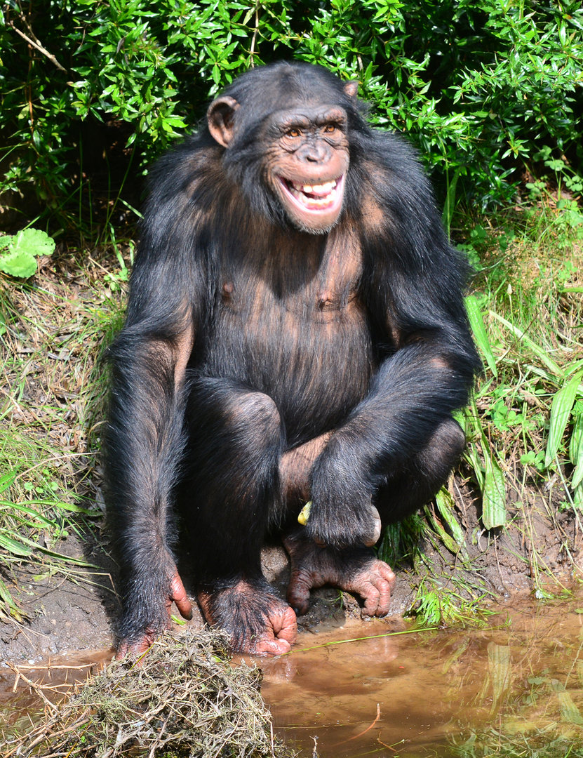 standard_Pan_troglodytes_-_Serengeti-Park_Hodenhagen_14.jpg