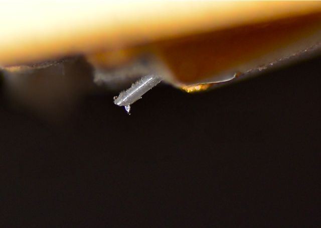 stylus_macro.jpg