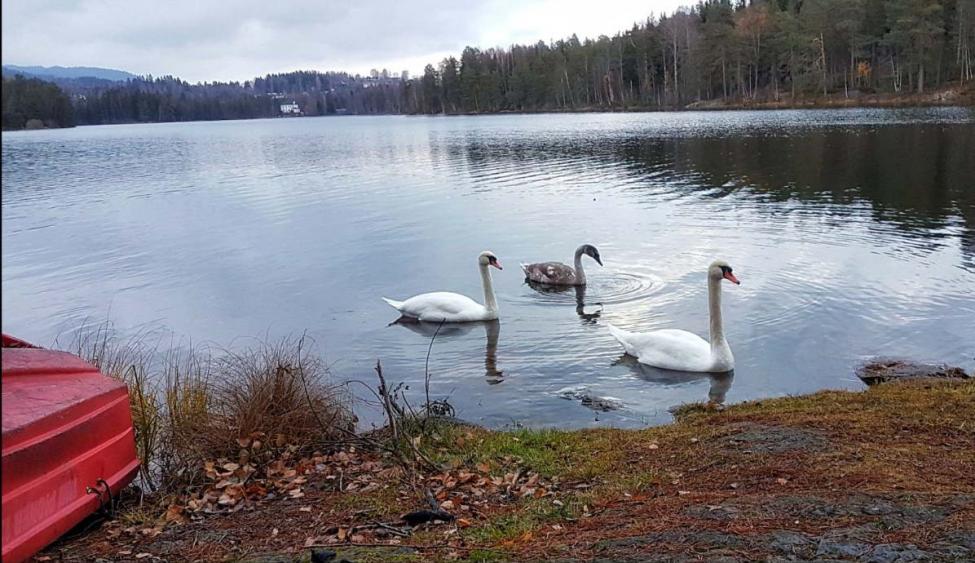 Svaner 4.11.18.jpg