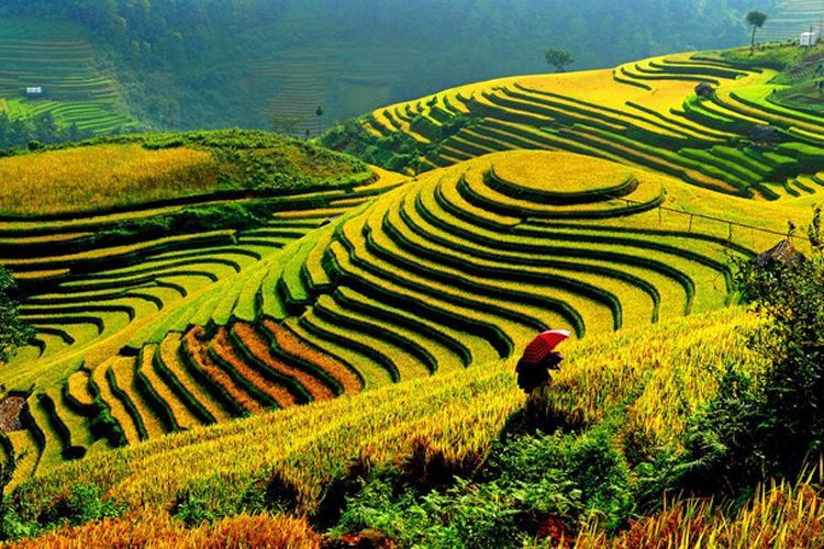 terraces-in-vietnam.jpg