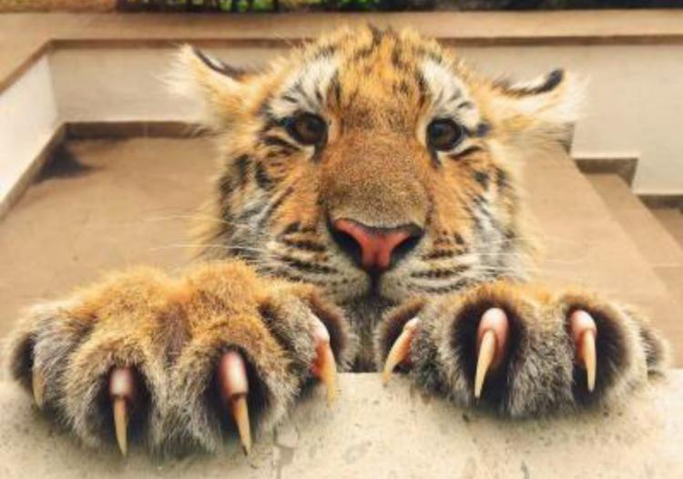 tigern (2).jpg