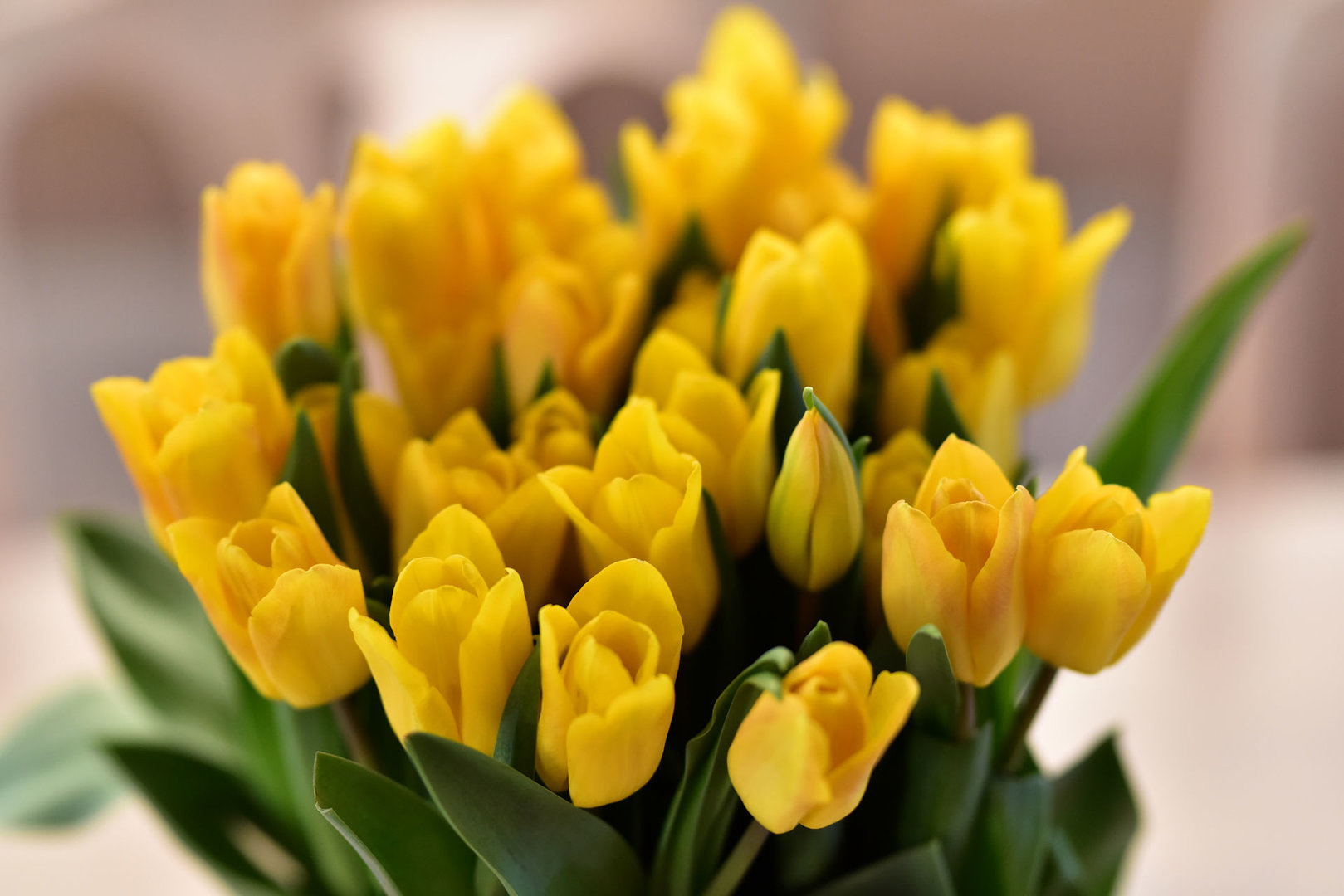 tulips.jpg