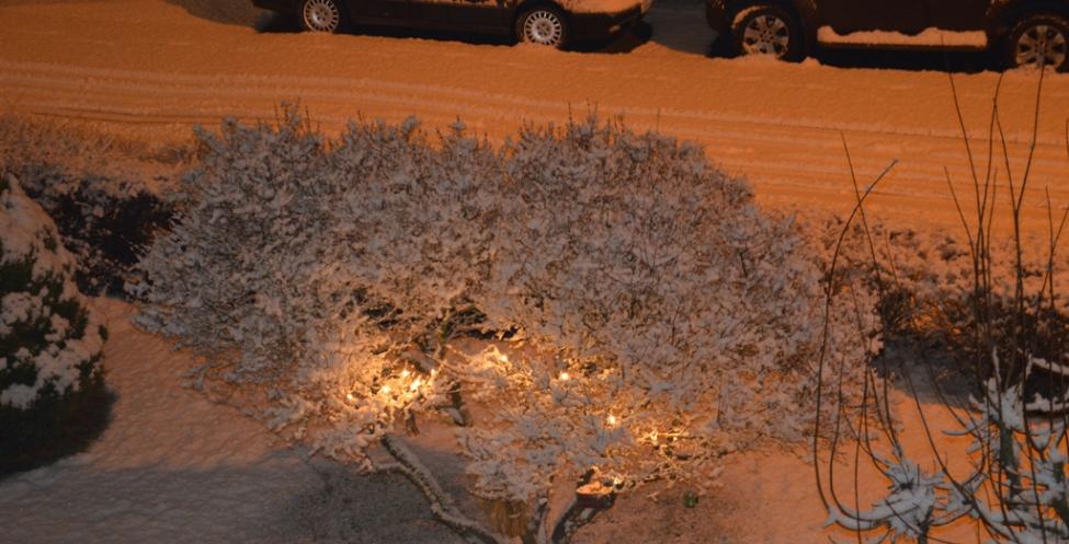 Vinter sne (1).jpg