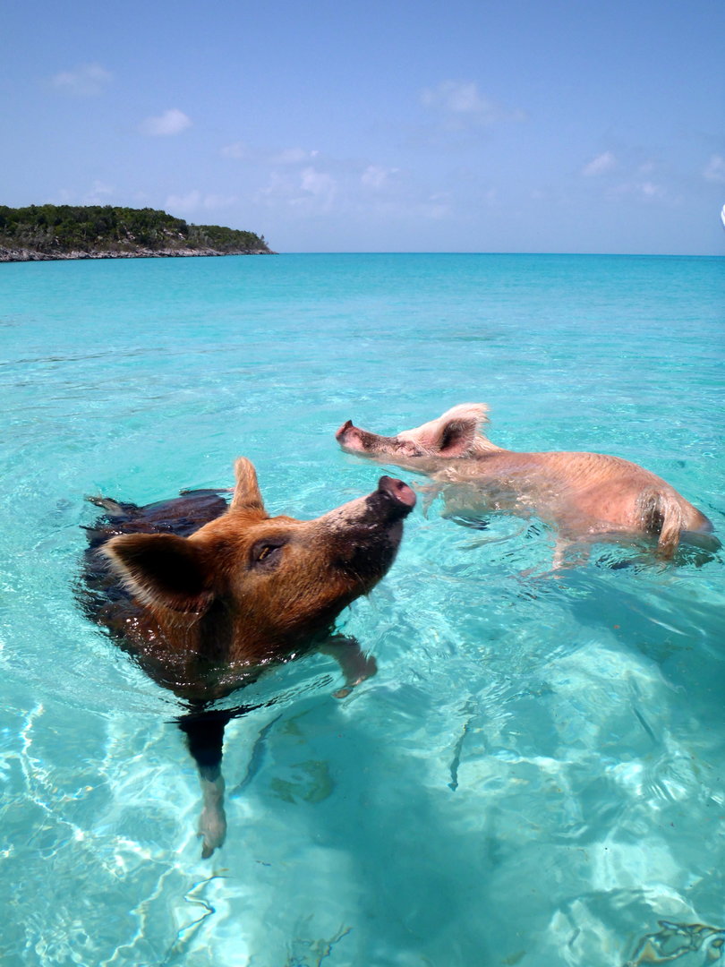 Vorobek_Bahamas_-_swimming_pigs.jpg