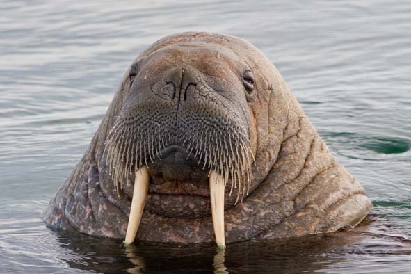 walrus-04.jpg