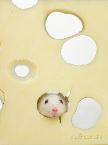 white-mouse-eating-swiss-cheese.jpg