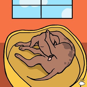 why-do-dogs-lick-their-butts-6-600x600.jpg