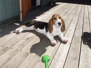rett hund.jpg