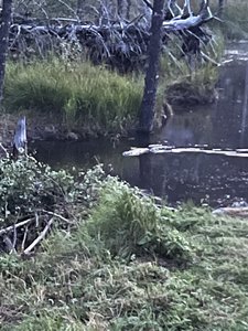 IMG_6682.jpeg