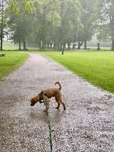 IMG_7441.jpeg