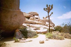 Joshua tree.jpg