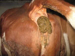 cow_shit.jpg