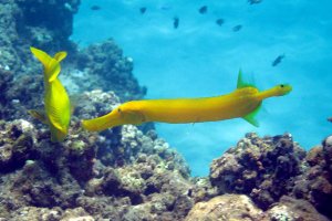 trumpet-fish_garry-mccarthy.jpg