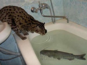 cat_fish_1.jpg