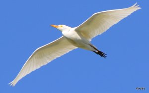 egret.JPG