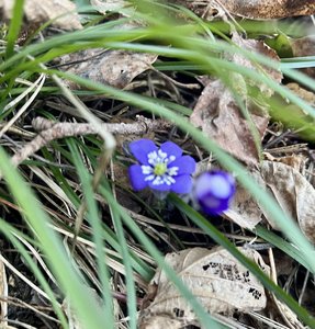 IMG_0895.jpeg