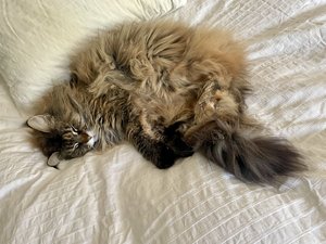 IMG_9728.jpeg