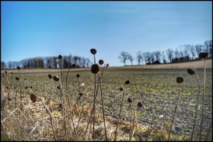 IMG_4861.jpeg