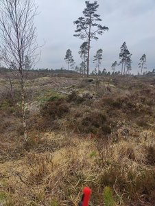 IMG20250417115316.jpg