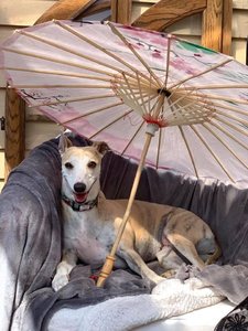 IMG_0012.jpeg