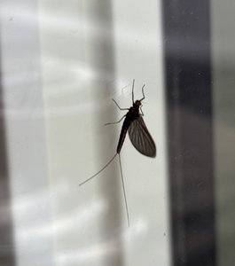 IMG_2967.jpeg