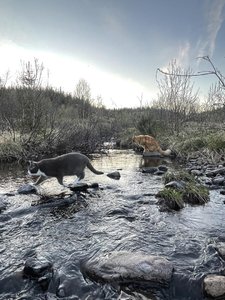 IMG_4152.jpeg