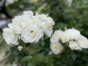 IMG_1493.jpeg