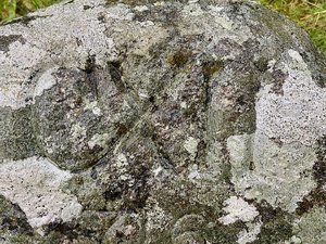 IMG_5311.jpeg