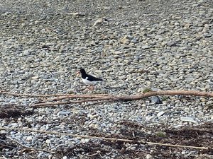 IMG_1123.jpeg