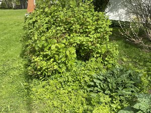 IMG_1147.jpeg