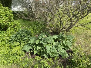 IMG_1146.jpeg