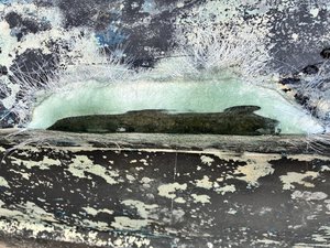 IMG_1421.jpeg