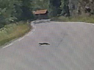 IMG_0598.jpeg